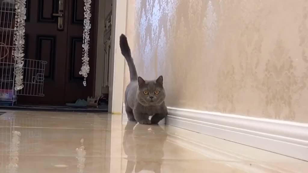 这个小猫咪走路姿势有点嚣张啊