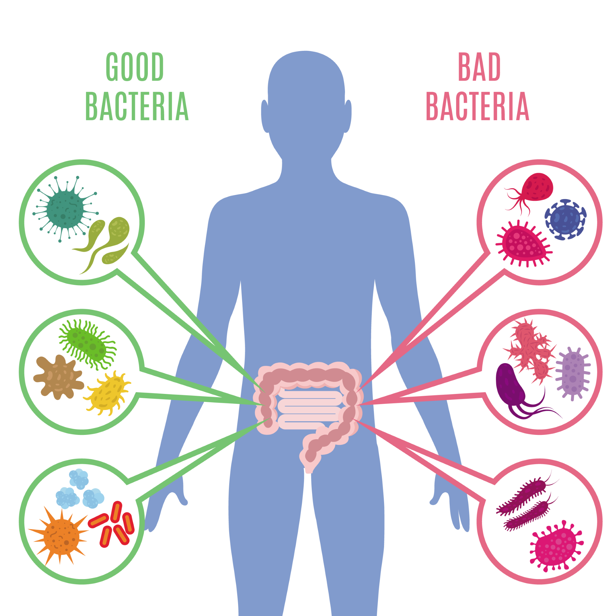 调节肠道菌群,保持肠道健康|肠道|益生菌|免疫_新浪新闻