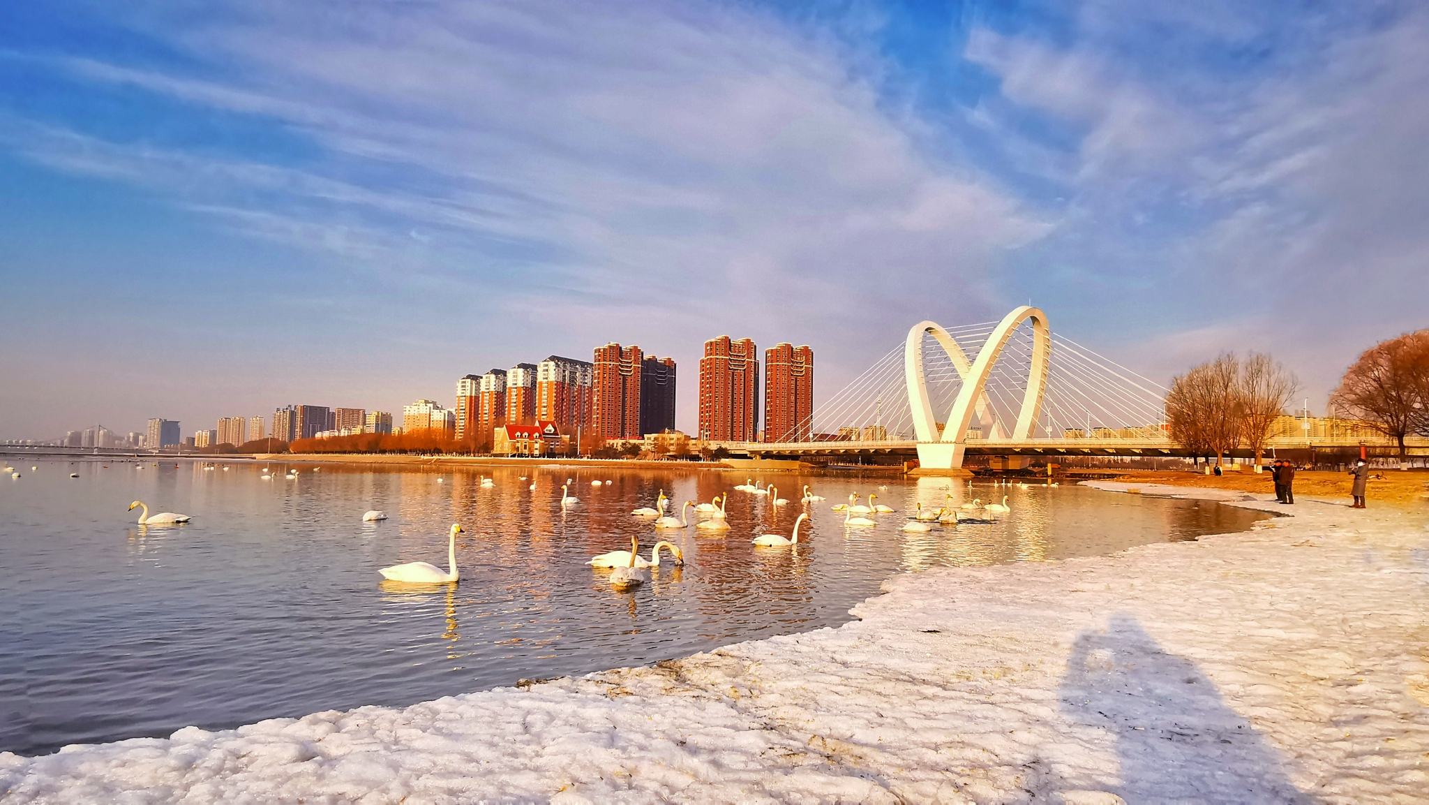 野生白天鹅飞舞在辽宁朝阳城市中心区  市民春季零距离欣赏