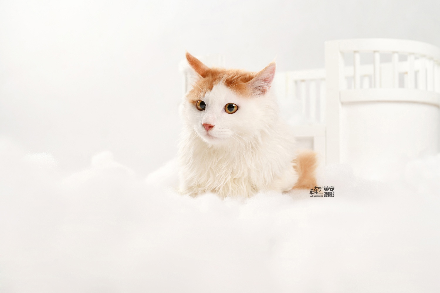 路边捡来滴喵,主人怕带出门跑丢了,先拍个内景,也是个大可爱啊