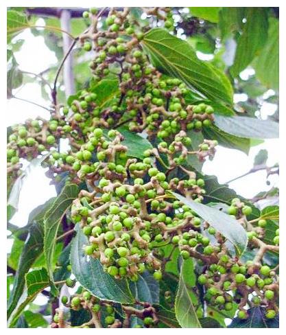 因此对它的叫法也很多,比如鸡爪梨,纠结子,鸡距子,金钩子,万寿果等