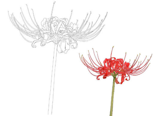 彼岸花开 彼岸花的画法教程