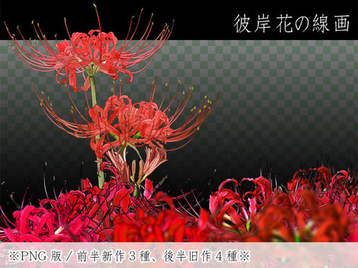 彼岸花开 彼岸花的画法教程