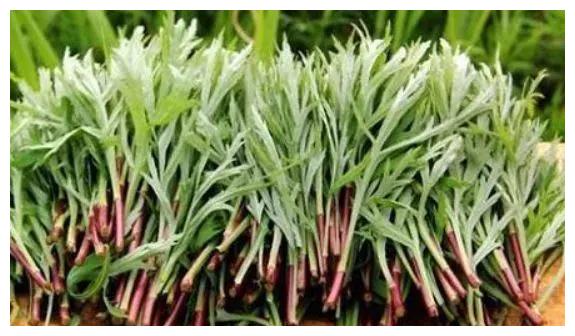 五月宁肯不吃肉,也要给孩子吃这种野菜,钙含量是牛奶的7倍|藜蒿|野菜