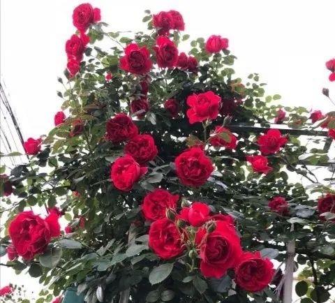 红龙藤本月季王者地位不保且看来自弗罗仑蒂娜的挑战