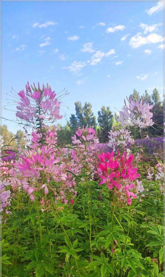 来金塔沙漠胡杨林,邂逅初秋最美的花海!