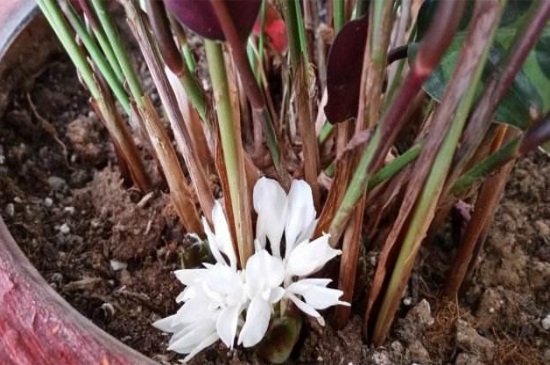 猫眼竹芋开花吗考拉园艺网带你了解猫眼竹芋