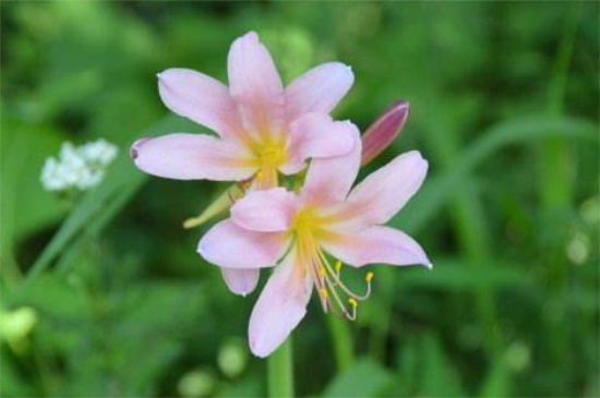 考拉园艺网带你了解鹿葱的移栽步骤