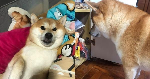 这个死亡凝视真的会被盯到背脊发凉啊