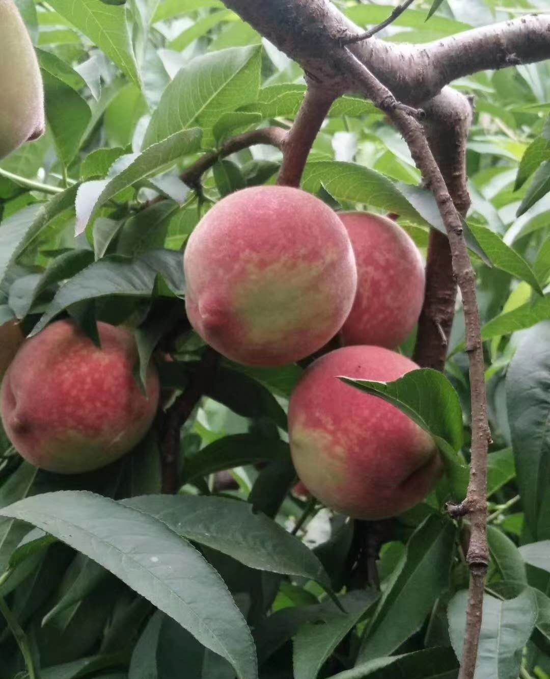 端午节到了,朱砂红熟了,看看就想吃