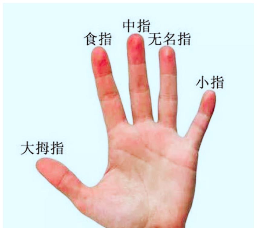 手相五指中所代表的意义