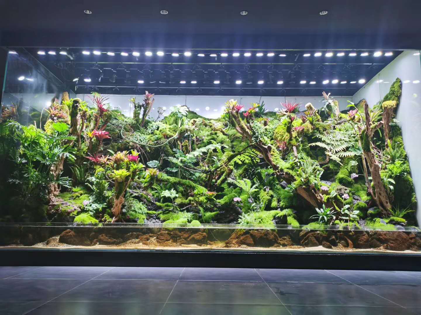 本色水景雨林缸造景培训水陆缸水草缸学习基地17176010018