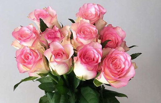 喜欢玫瑰不如养一盆"红袖玫瑰",花语:红颜知己,颜值高寓意好_高清图集