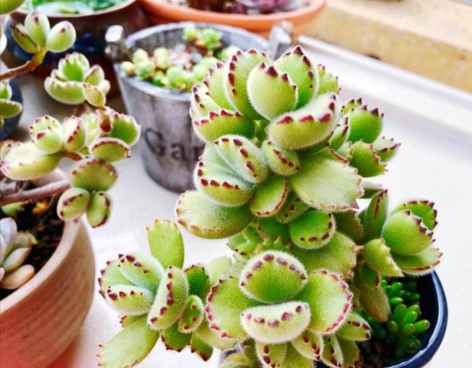 种多肉植物叶片毛茸茸像小熊掌熊童子呆萌又可爱