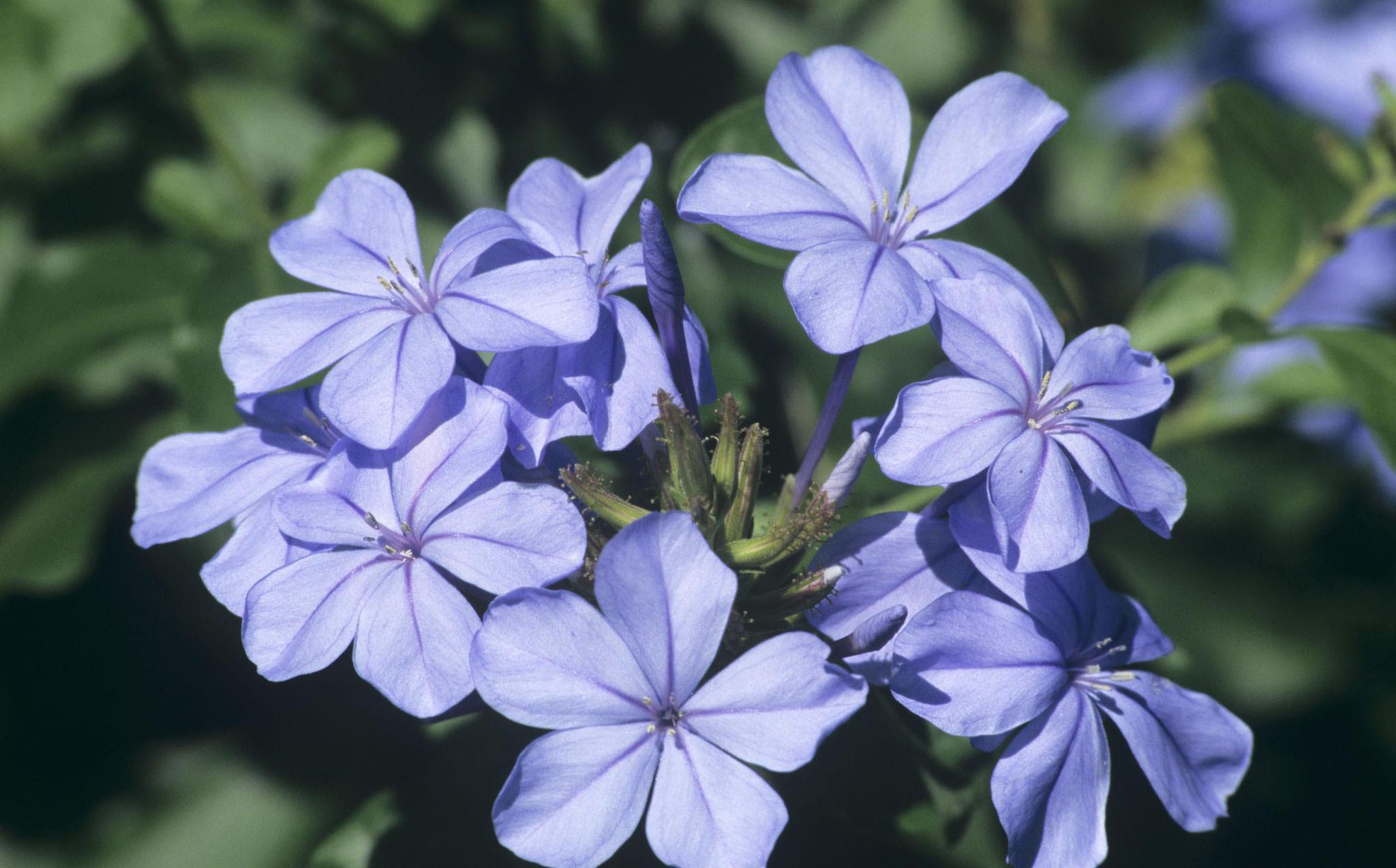想让蓝雪花快点变成"蓝雪球",3月这样养,4月就能冒花朵