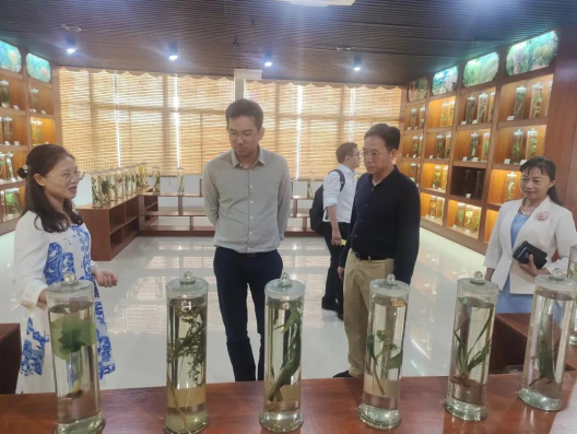 国药药材陈彦霖董事长参观湛江中医药博物馆和中草药园