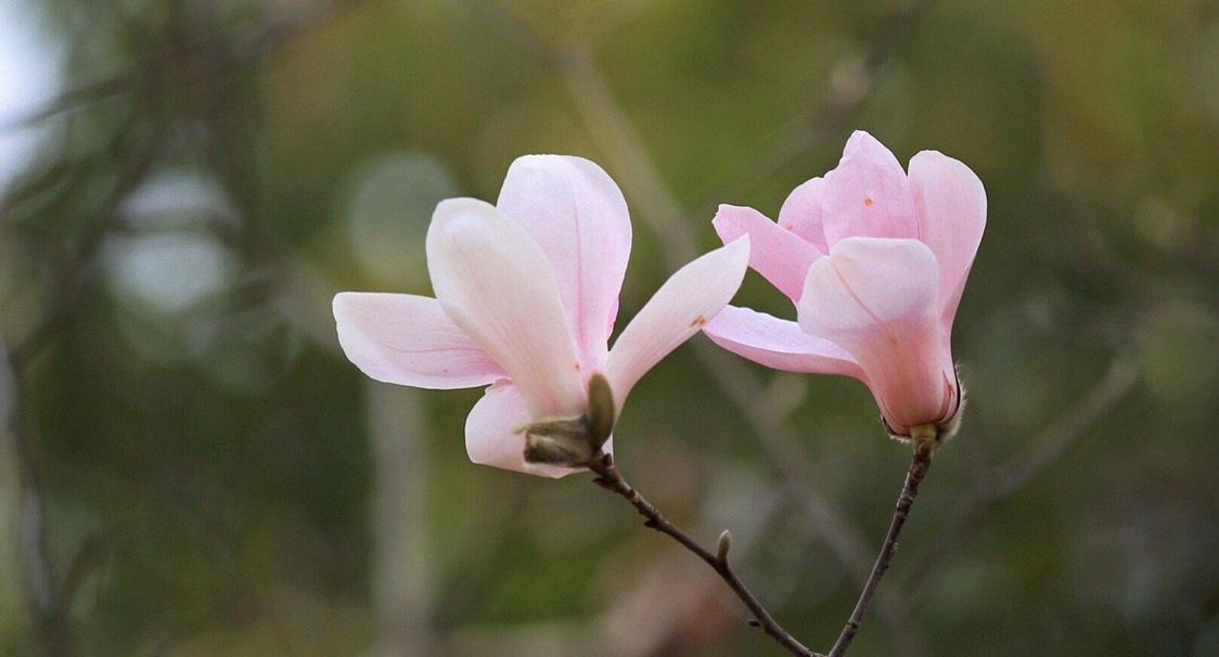玉兰花 素装淡裹晶莹皎洁