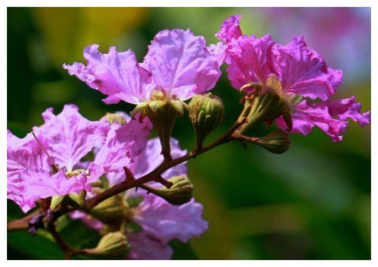 农历7月12号起 最适合养这些花 阳台开出花海 花期特别长