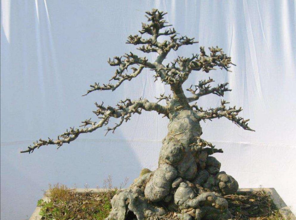 农村的榆树疙瘩,桩形苍劲古朴,怎样把它做成盆景?_高清图集_新浪网