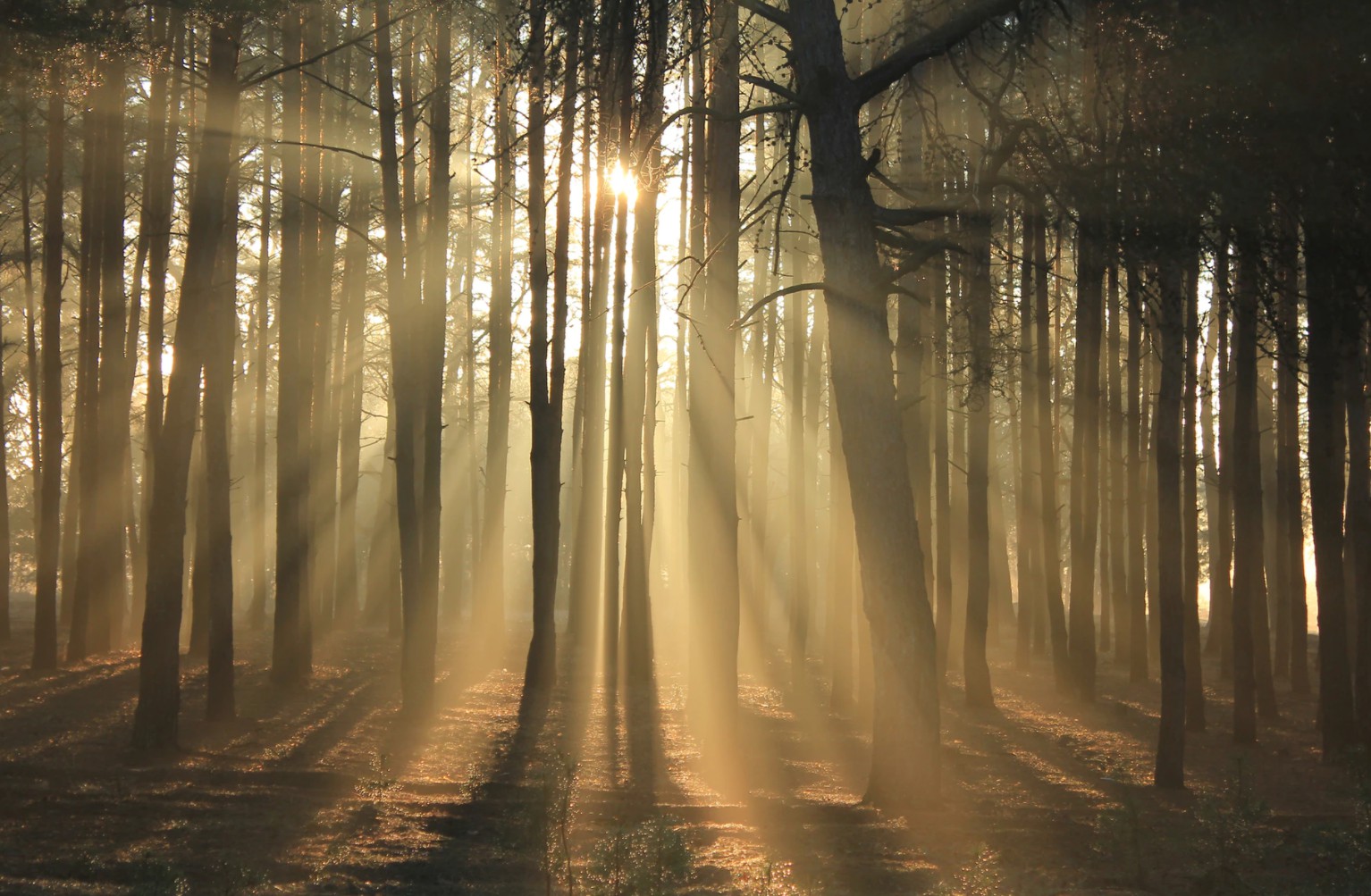 怎样捕捉到穿透树林的光芒