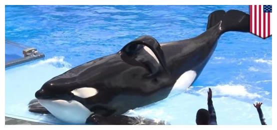 该禁止动物表演吗？<a href=