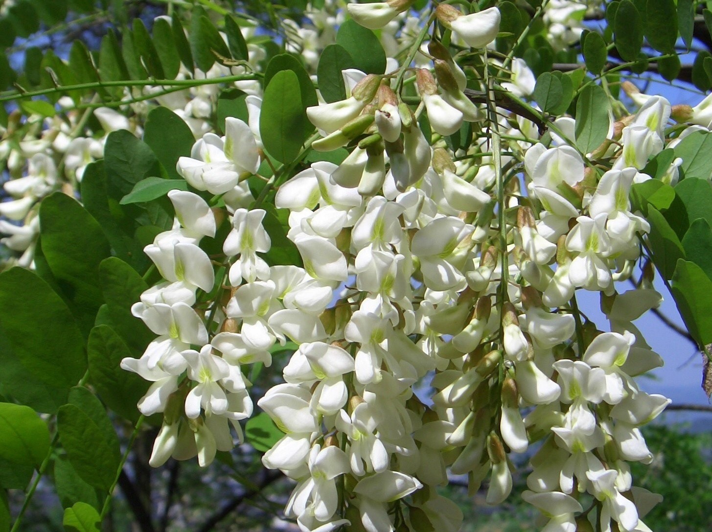 槐花是槐树所结的花一串串白色的花朵看上去就像是白色的蝴蝶