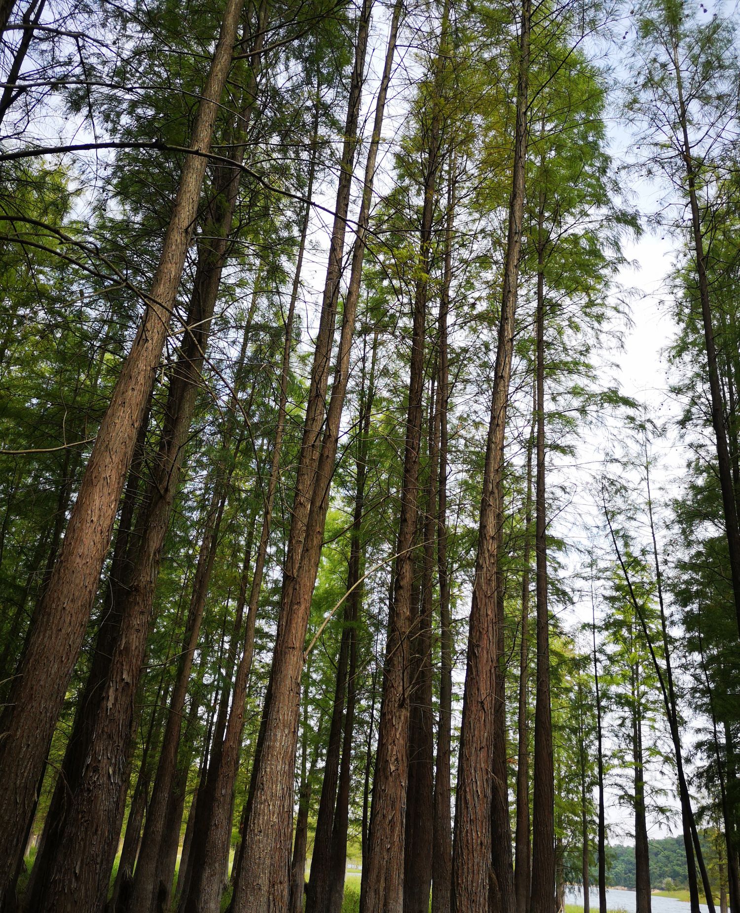 广东中山最美的户外景色,五桂山腹地西坑尾水杉林