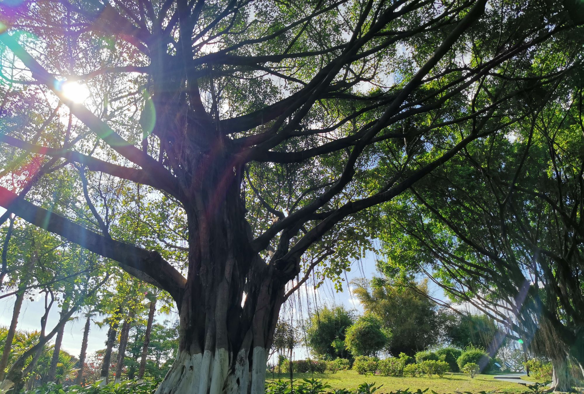 想不到这个地方还有这么多百年古树,每一棵树都需要两个人才抱住