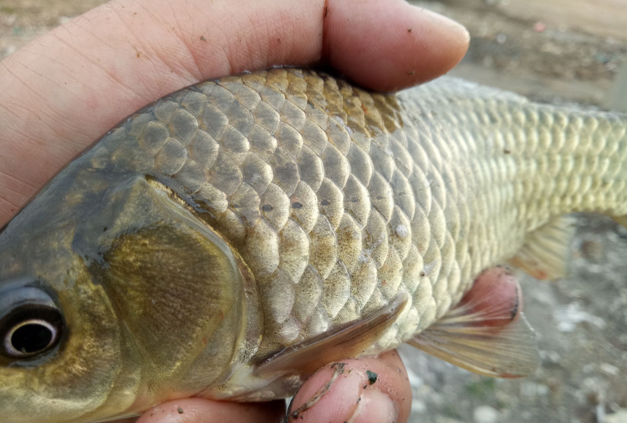 春季野钓黄金鲫鱼你也来吧