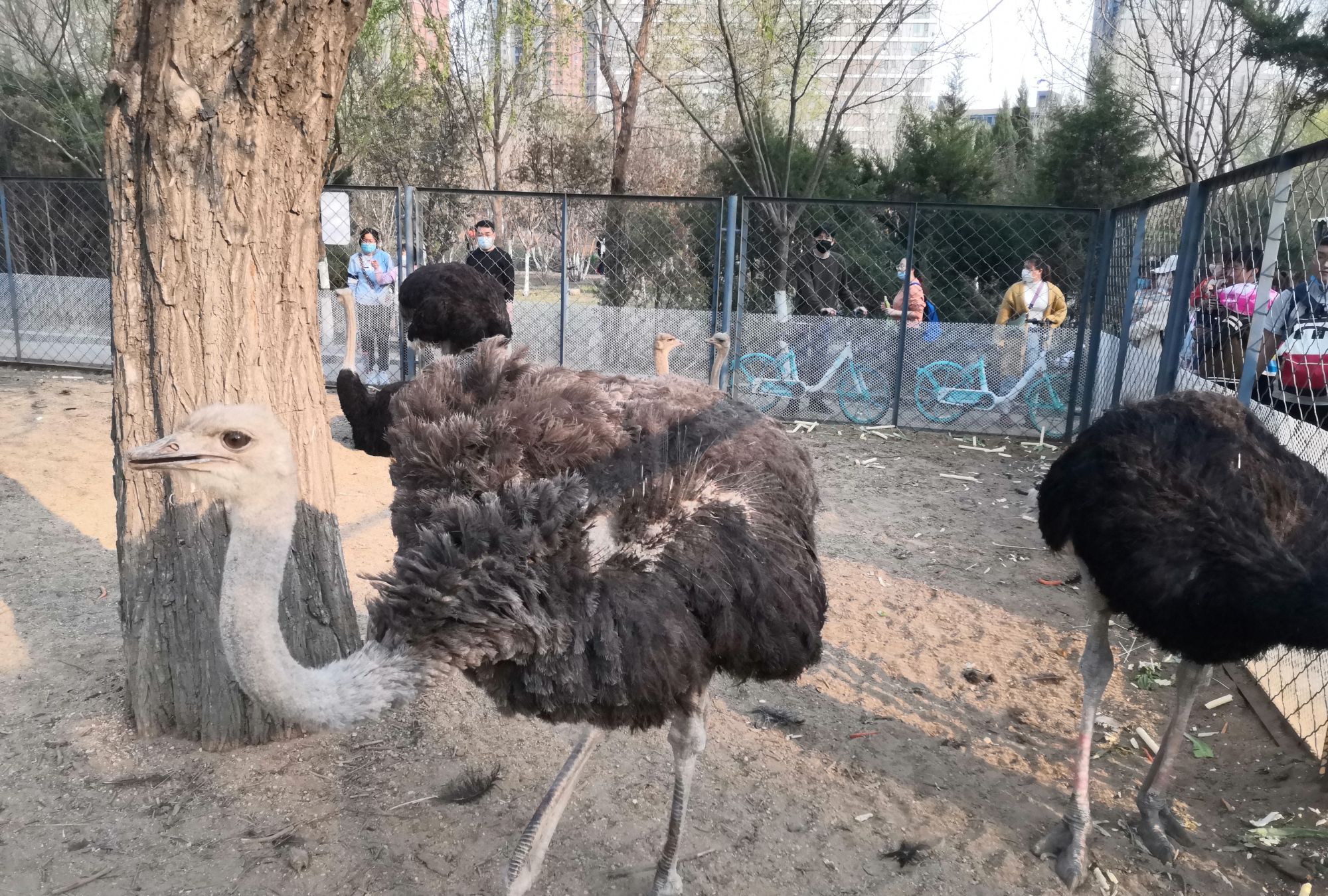 沈阳长白岛森林公园:鸵鸟