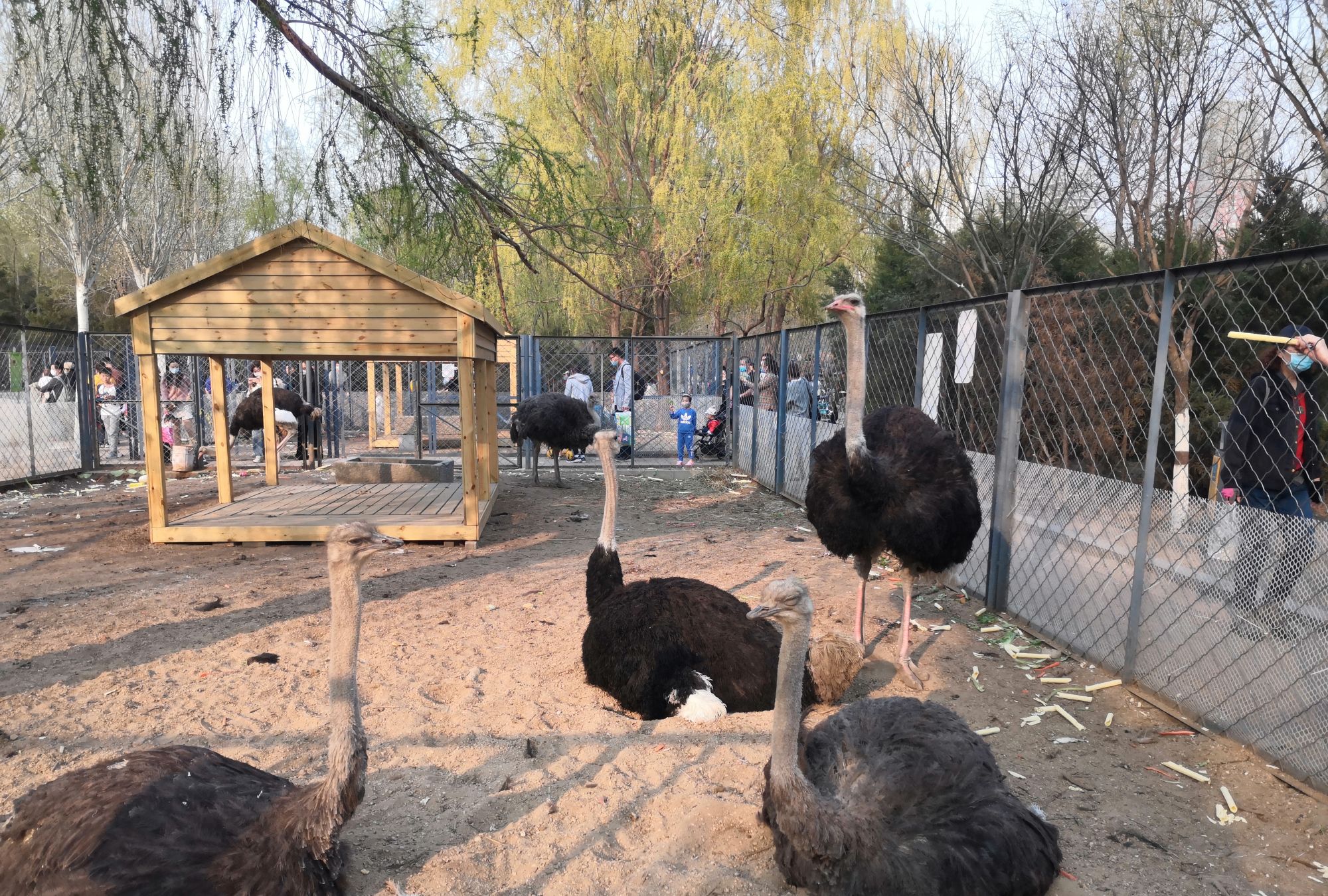 沈阳长白岛森林公园:鸵鸟