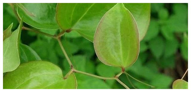 山上一种野生植物人称马甲子它全株都是宝看看你认识吗