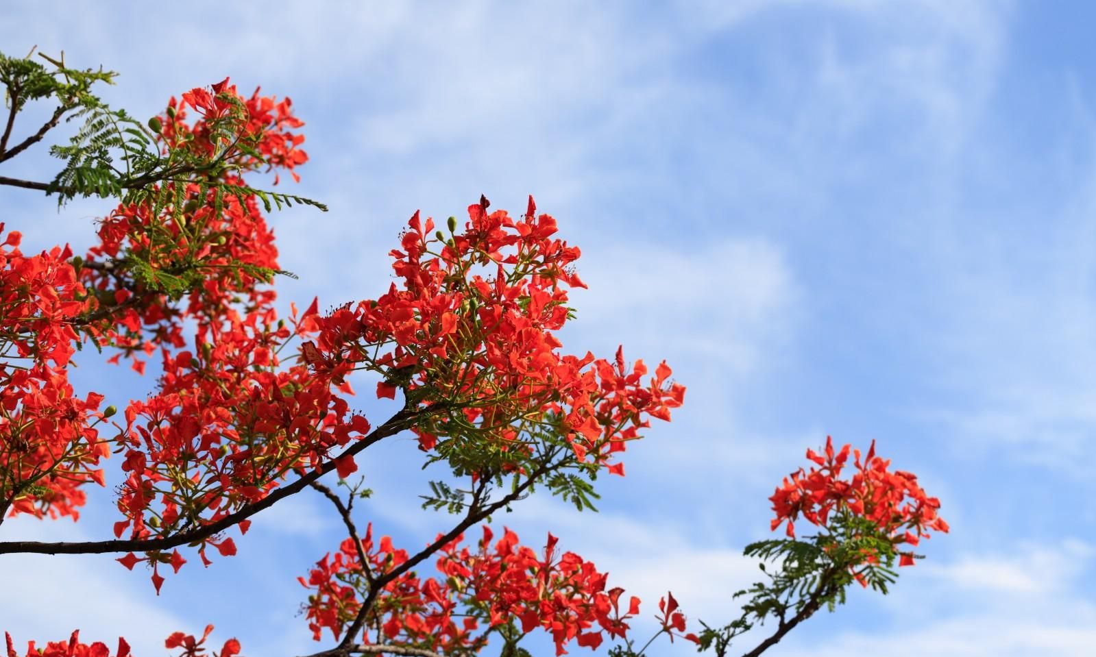 风光摄影:攀枝花市枣子坪凤凰花