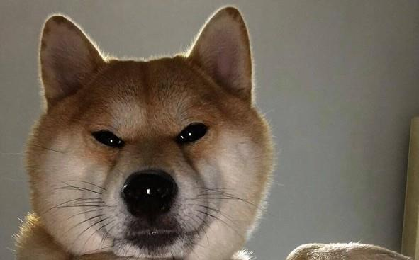 这个死亡凝视真的会被盯到背脊发凉啊