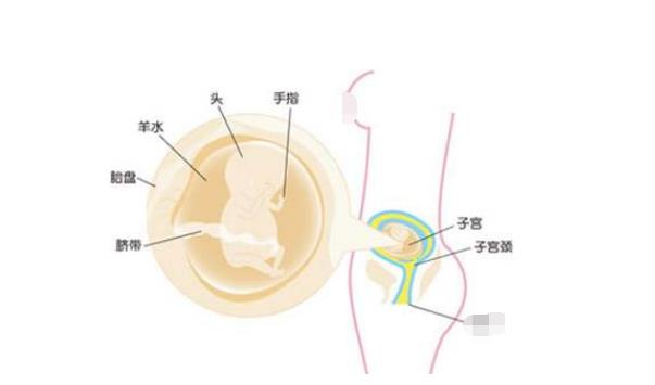 孕13周胎儿胎心位置图图片