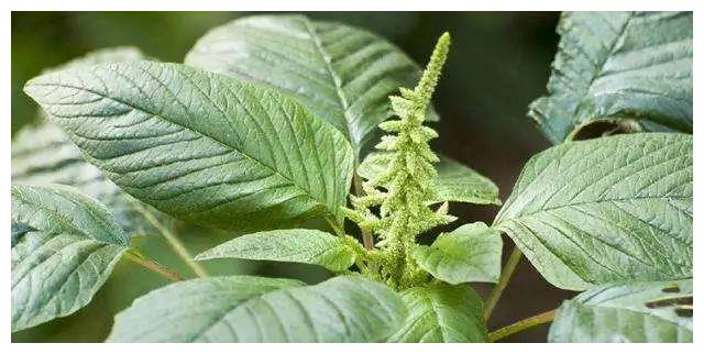 5月是好野菜,6月成杂草,7月又变餐桌美味,看看你家乡有没有
