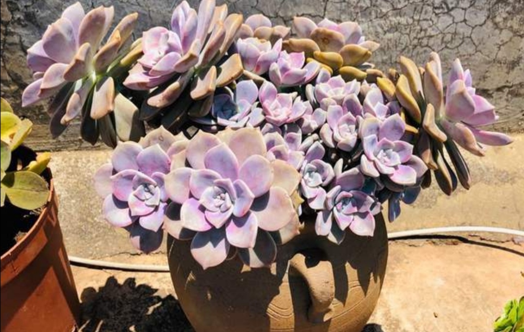 养多肉紫乐多给它晒太阳才能上色快状态美