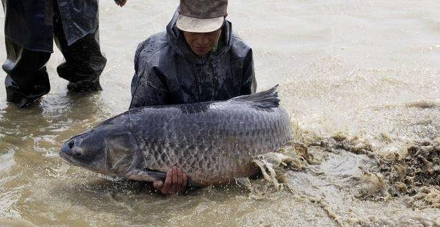 青鱼为什么会有索命鱼之称青鱼真的会害人吗