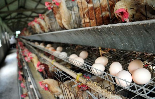 蛋鸡产蛋下降上不去,原来是应激造成的