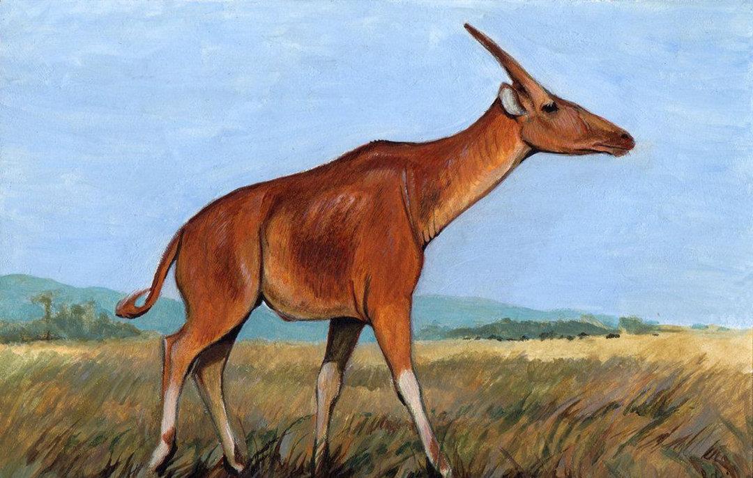 一特征结合在一起,组成了麒麟的样子,麒麟的原型应该是山西兽或萨摩麟