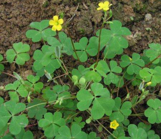 酸角草土麻黄我们老家叫小猴腌菜,全株粉绿,花很美,小时候我们常把