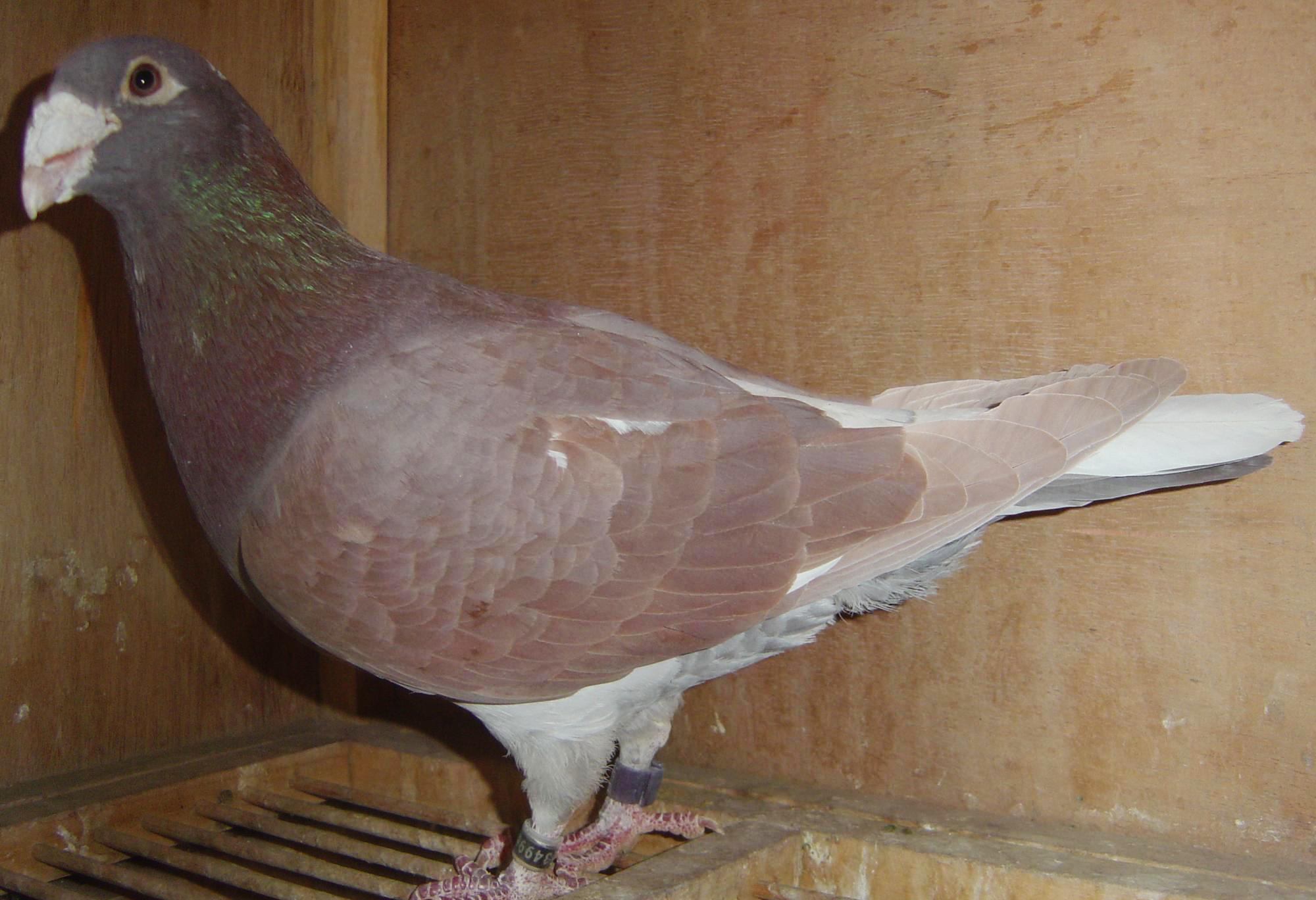 大体型的鸽子有什么优势?