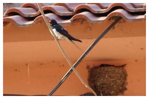 如果燕子不进苦寒门,那燕子爱在农村什么样的人家做窝?