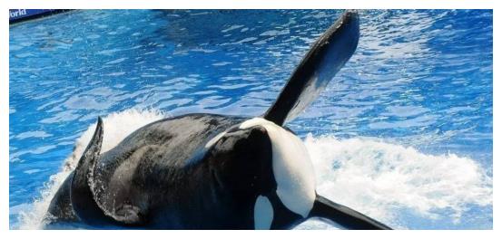 该禁止动物表演吗？<a href=