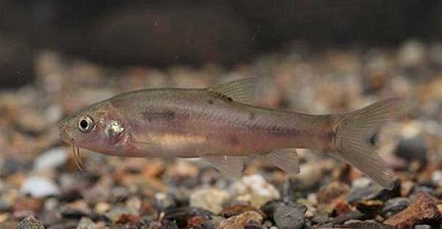 食安湖南味美永州经典湘菜永州阳尖鱼软嫩香浓垂涎欲滴