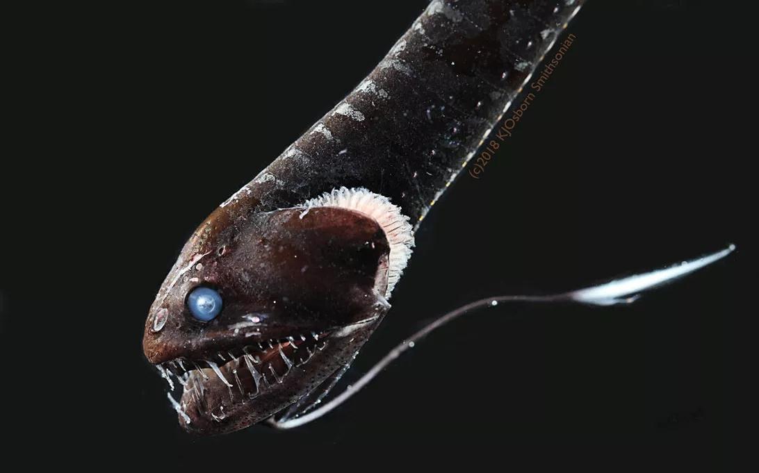 人类发现新鱼类,吸收光亮通体漆黑,被称最黑暗物种,模样超恐怖