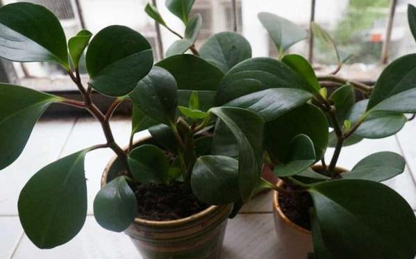 方法都非常困难复杂,所以现在大部分的人都不太喜欢在家中种植花卉