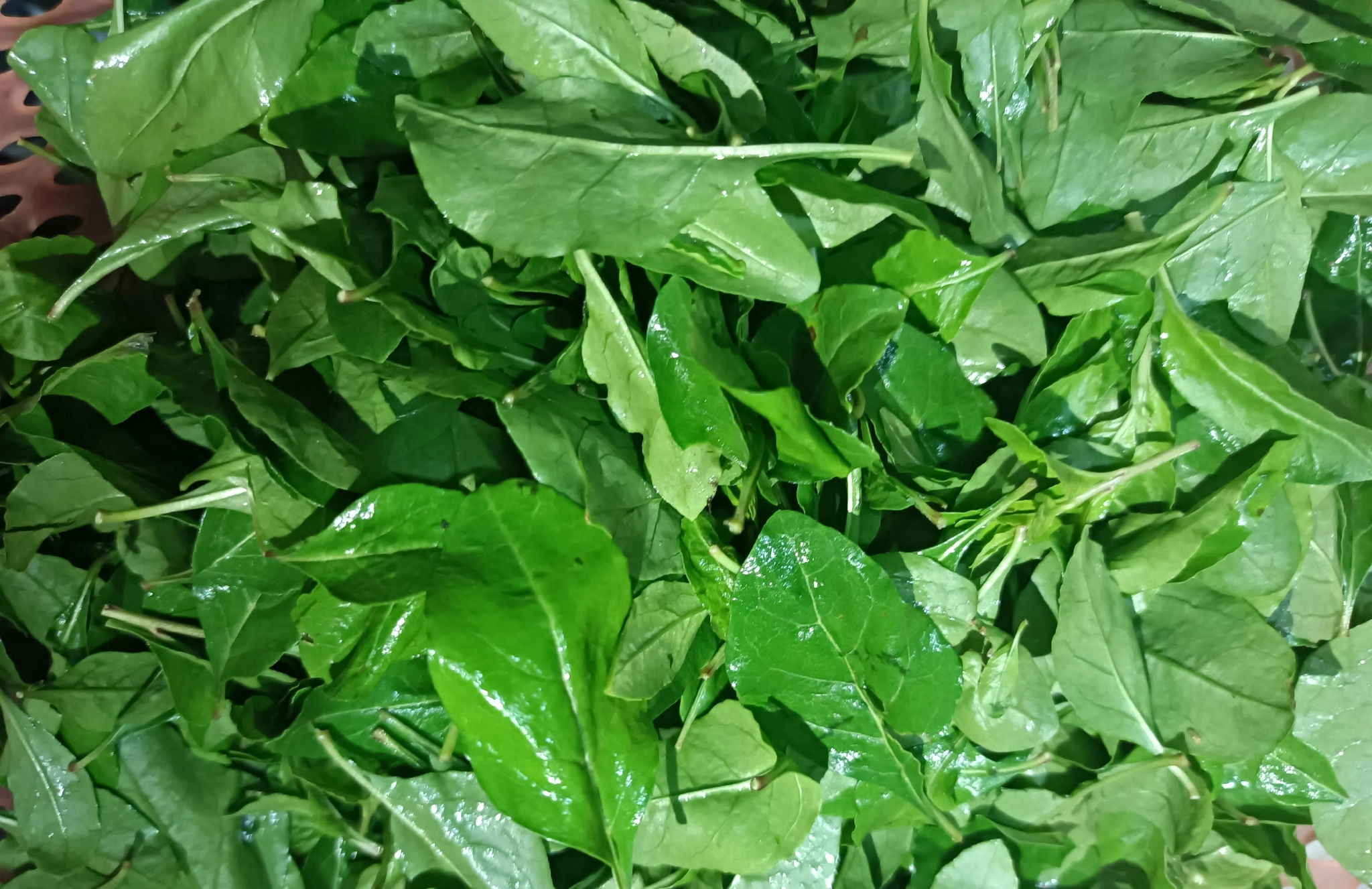 春天不要光吃肉,试试这道野菜汤,营养丰富,对眼睛好|枸杞叶|野菜汤