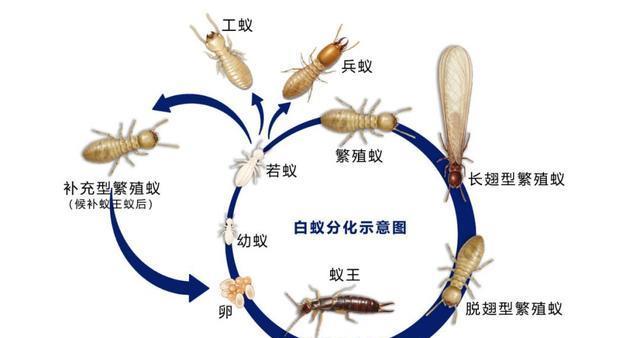 蚂蚁的一生的过程图片图片