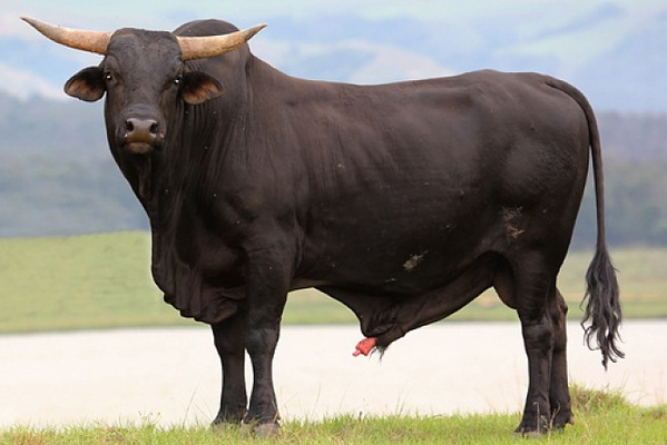 属牛人12月16号会遇见下面1个人是你一生最大的贵人